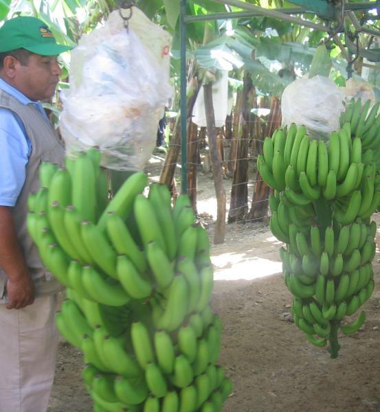 Crece interés por banano orgánico en región Piura 