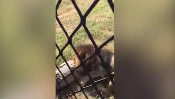 Dueño de safari sufre brutal ataque de león y sobrevive para contarlo (VIDEO)