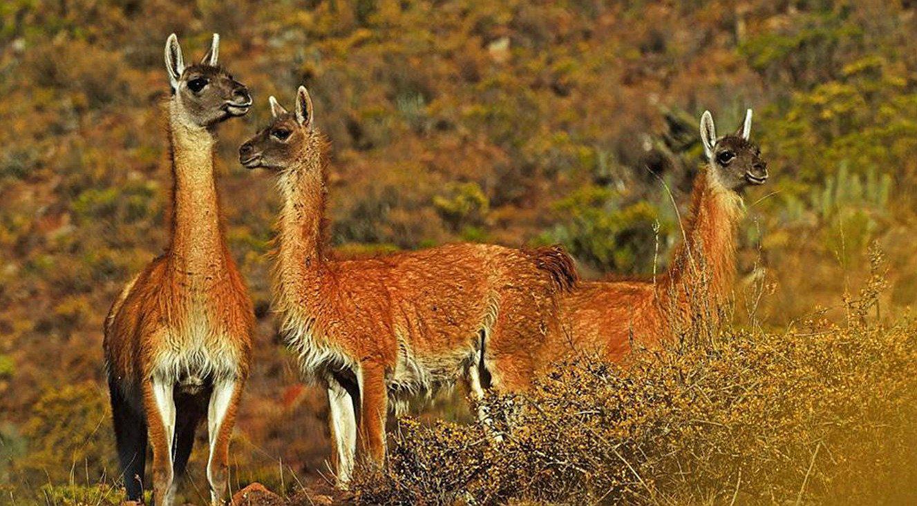 La Libertad:  Calipuy celebrará el  “Festival del Guanaco” 
