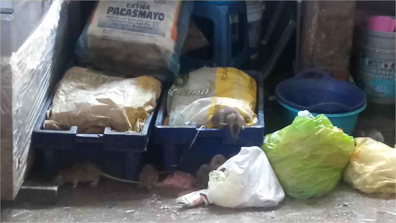 Ratas se pasean por puesto de venta de pescado (VIDEO)