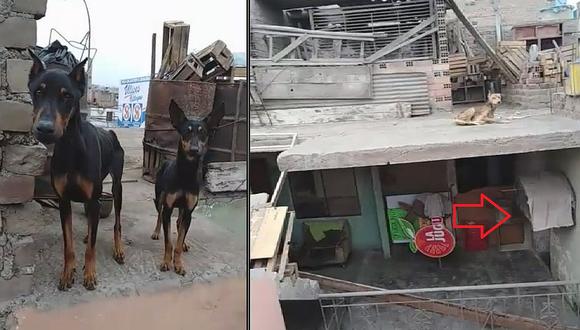 Piden ayuda para perritos que lucen en estado deplorable en una casa abandonada (VIDEO)