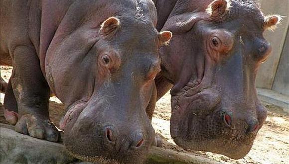 El insólito legado de Pablo Escobar a Colombia​: Hipopótamos (VIDEO)