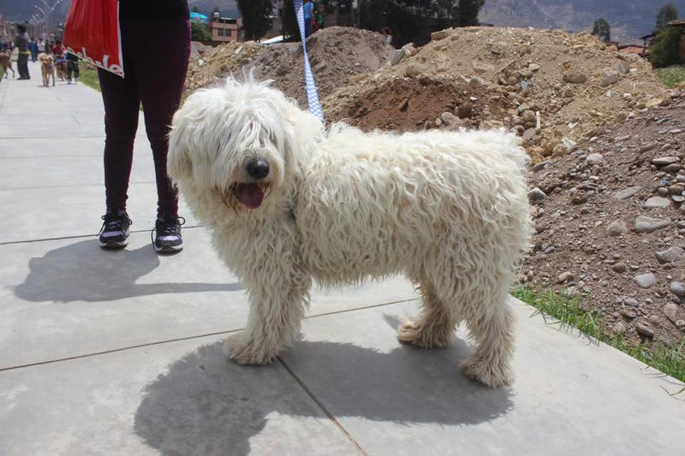 Una competencia  llena de 'amores perros' (FOTOS)