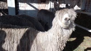 Solo una misa y curso por Día de la Alpaca en Huancavelica