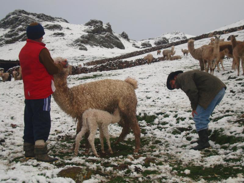 Reportan 1595 crías de alpacas mejoradas en zonas altoandinas 