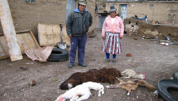 Más de 2 mil cabezas de ganados muertos por frio
