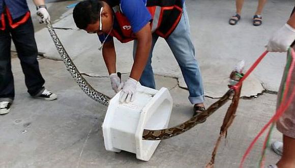 Tailanda: Hombre se recupera tras ser mordido en miembro viril por una serpiente