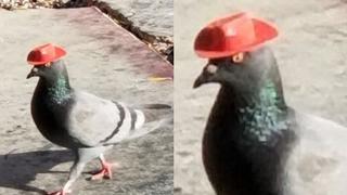 Captan a palomas utilizando sombreros de vaqueros (VIDEO)