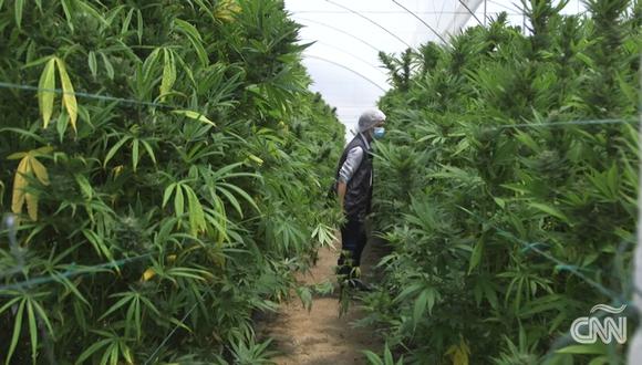 Colombia apuesta por la exportación de marihuana de uso medicinal (Foto: captura video CNN)