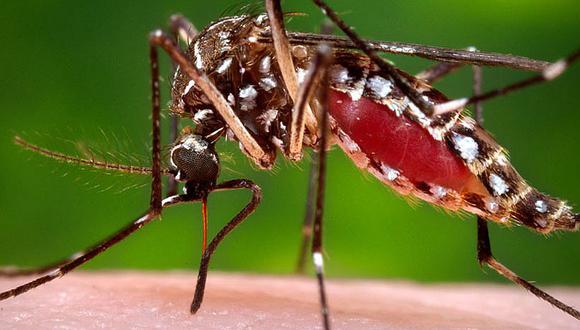 Arica: decretan alerta sanitaria por presencia del vector que transmite el virus Zika