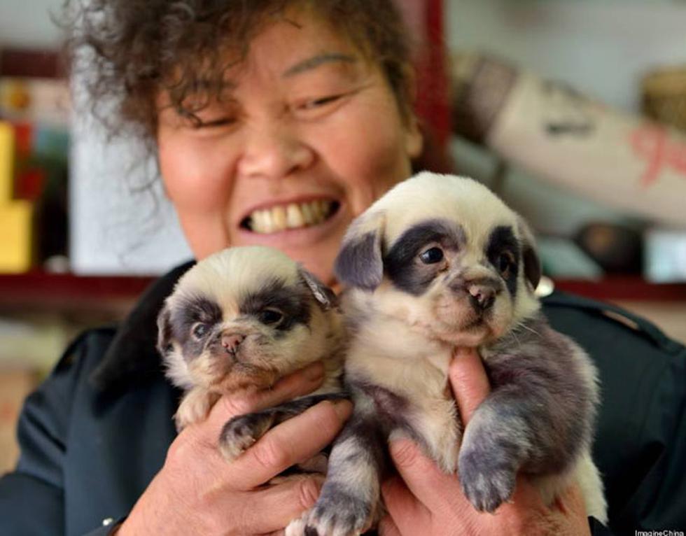 Nacen perritos-panda en China (FOTOS)