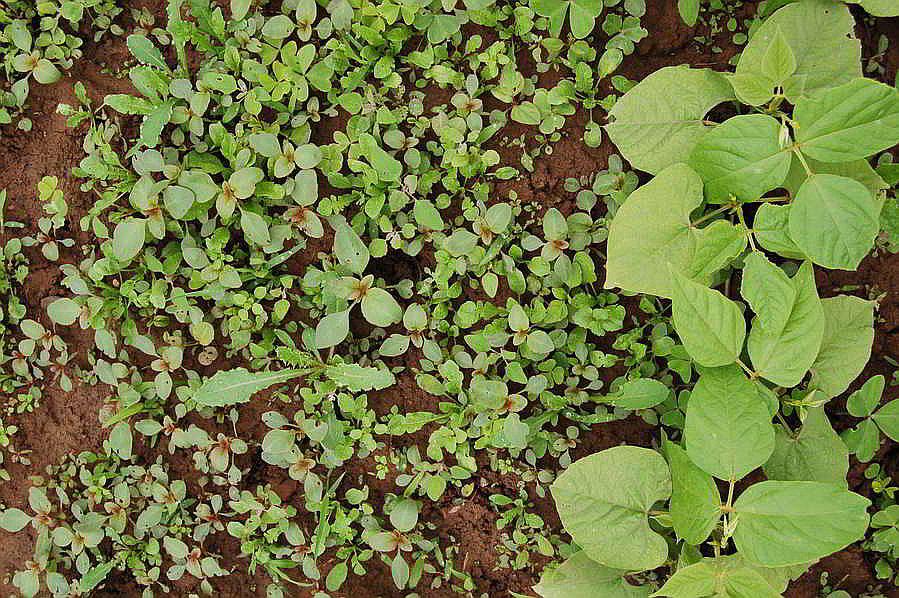 ¿Sabes por qué se le llama mala hierba? (FOTOS)