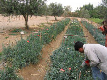 Colapsan cinco pozos
 en La Yarada y Los Palos