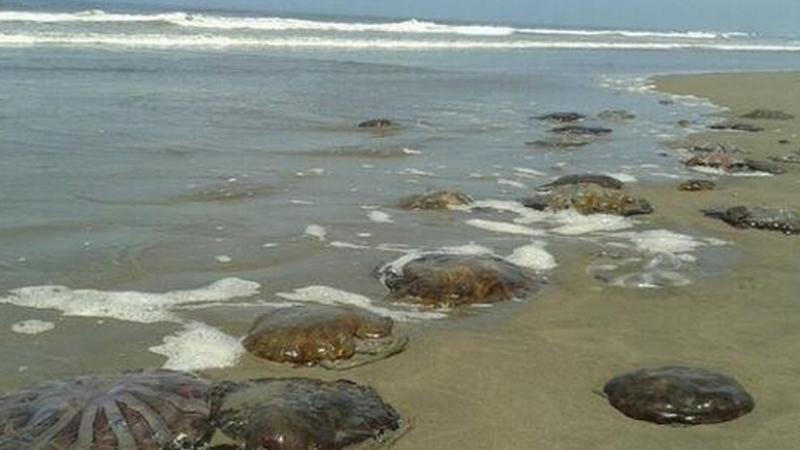 ¿Qué debes hacer si te pica una malagua?