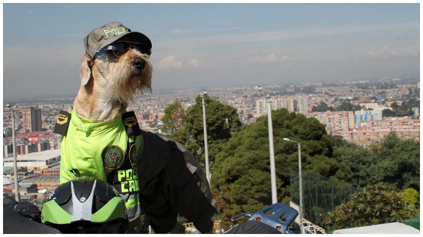 "Coronel", el perrito que fue rescatado de la basura y ahora es policía (VIDEO)