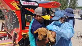 A 33 suman los casos de rabia canina en la región Arequipa