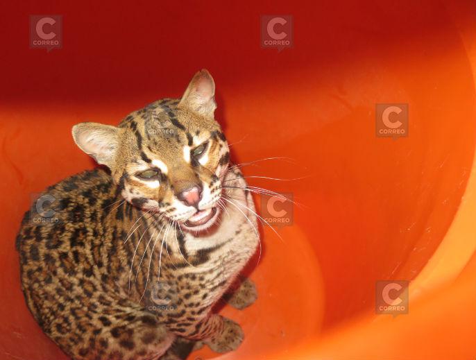 Capturan tigrillo que deambulaba por la calle (VIDEO)
