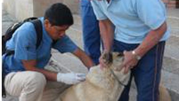 Apurímac: vacunarán a 47 mil canes en toda la región