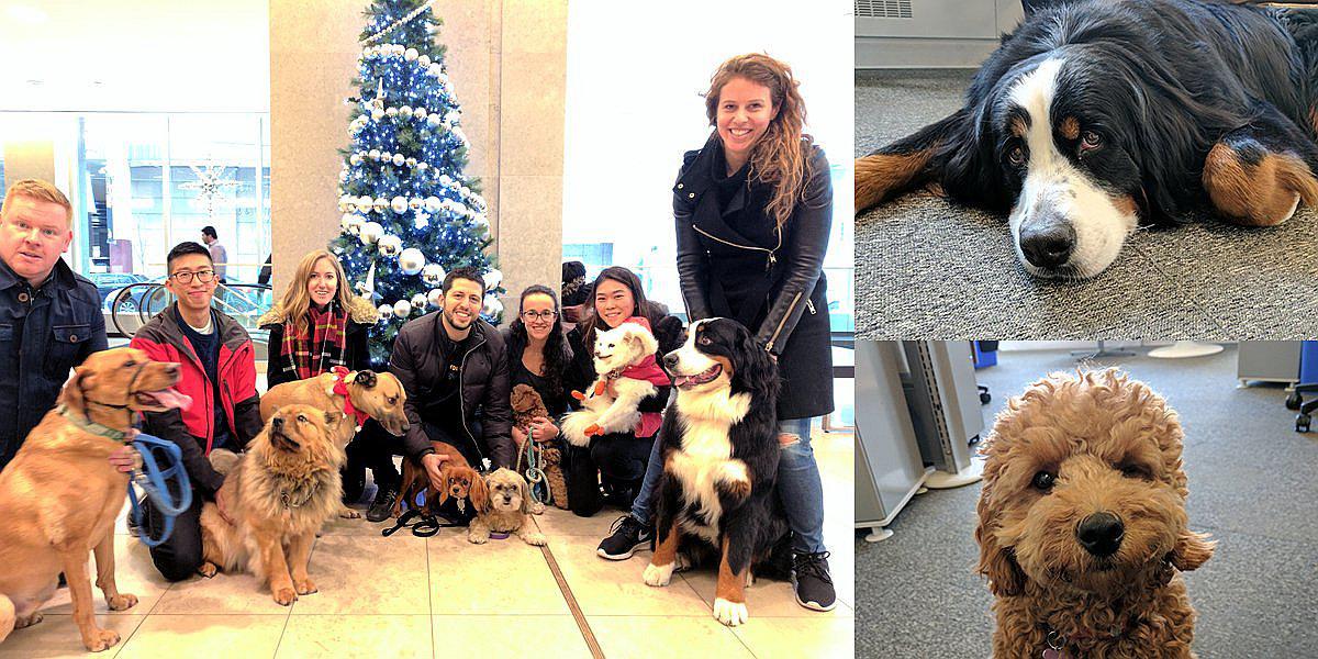 ¿Mascotas en el trabajo? Las razones de empresas multinacionales para permitirlo