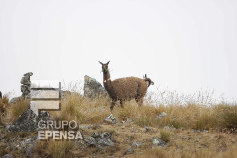 Peregrinaje al Huaytapallana: el apu más poderoso de la nación wanka (fotos)