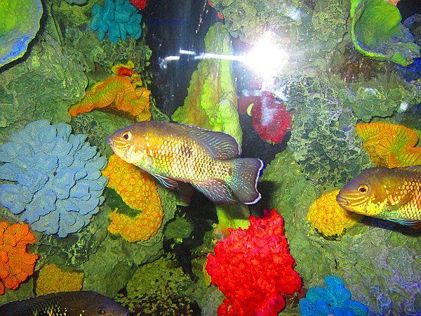 ​Inaugurarán acuario más grande del país en zoológico de Huachipa