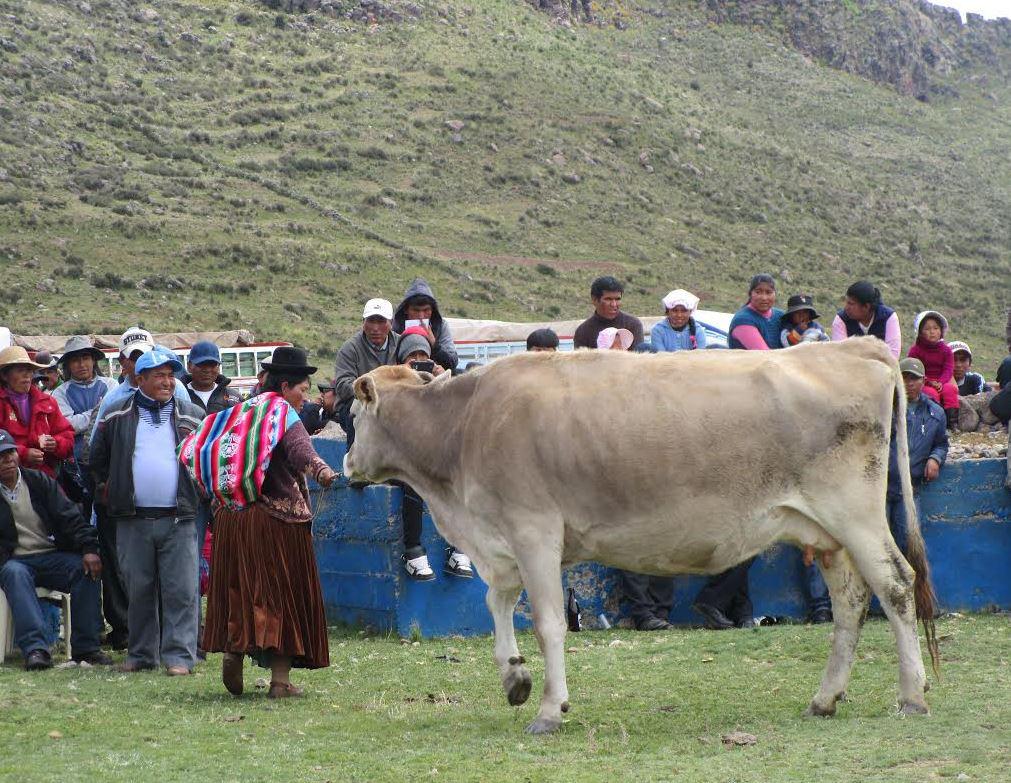 Realizan 1er Gran Remate de Ganado y Qhato Comunal  en Vilque