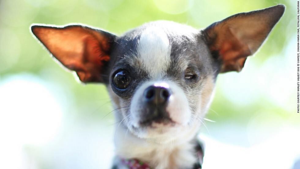 Concurso premia a los perros más feos (FOTOS)