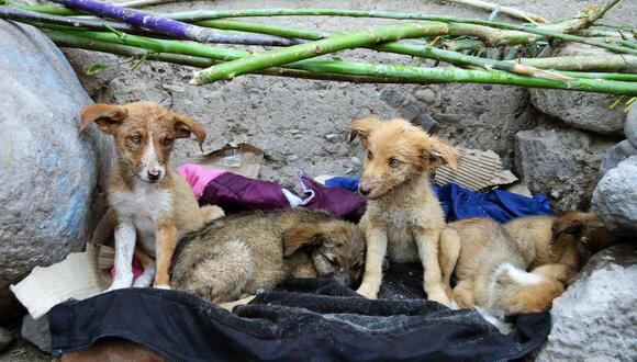 Maltrato animal: Abandonan a siete cachorros en río Chaquihuaycco