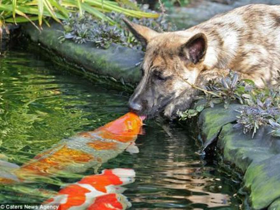 Fotos de "amistad" de perro y pez contagia ternura a cibernautas