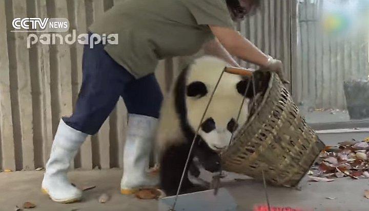 YouTube: Traviesos osos panda no dejan que limpien su casa (VIDEO)