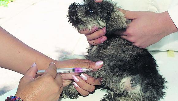 Lanzan campaña de vacunación canina