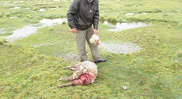 Puno: Jauria de perros callejeros mataron oveja y se llevaron crias