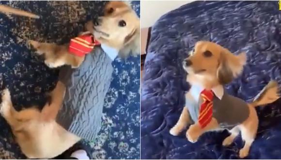 Adorable perro responde a más de 17 hechizos invocados por Harry Potter (VIDEO)