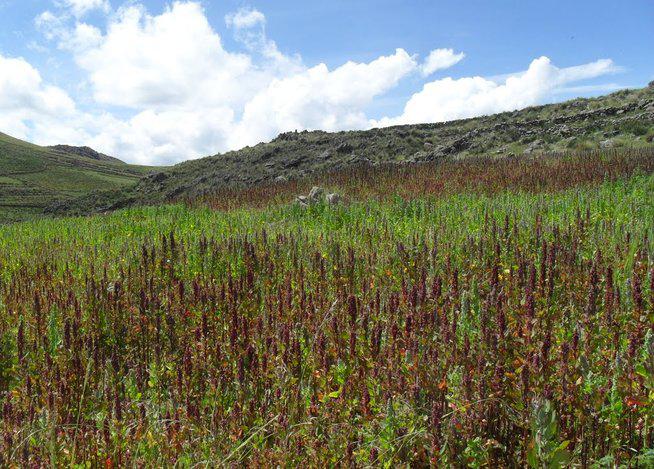 Tumbes: Combaten tala ilegal en Parque Cerros de Amotape