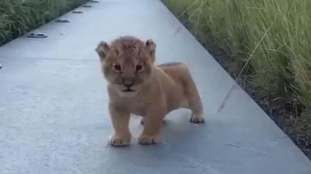 YouTube: El intento de ‘rugido’ de este pequeño león conmueve a las redes (VIDEO)