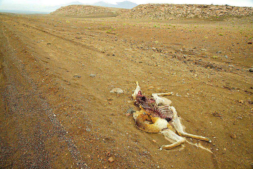 Cazadores furtivos matan a 22 vicuñas en la zona andina de Tacna en el 2017