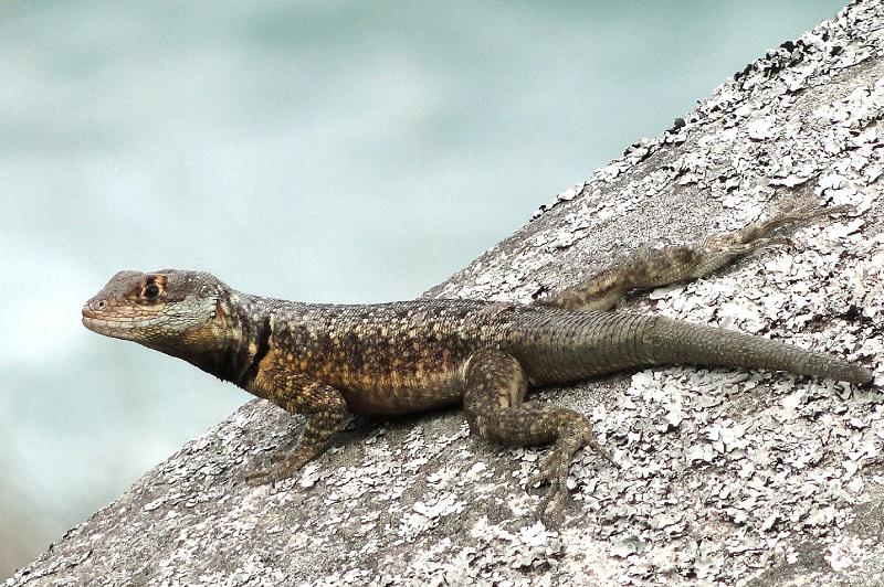 Hallan nueva especie de lagarto en el litoral sur de Brasil 