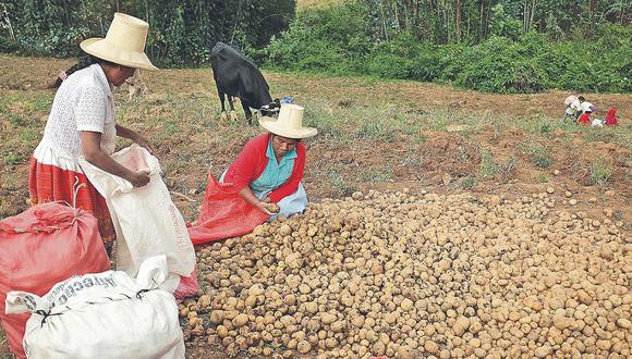 Gobierno no sabe qué hacer con Mi Agro y pequeños agricultores esperan créditos