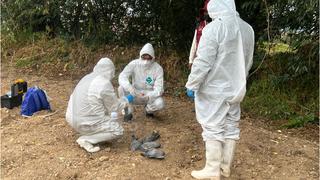 Gripe aviar: Senasa investiga extraña muerte de aves silvestres en Jauja