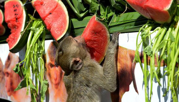 Tailandia: monos recibieron banquete cinco estrellas en tradicional celebración