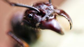 Isula: conoce a una de las hormigas más grandes y temidas de la selva de Cusco (FOTOS)