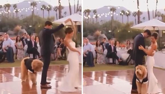 Video viral | Perrito irrumpe en la pista y arruina el primer baile de una pareja  de recién casados | virales | tendencias | trends | redes sociales | nnda  nnrt | VIRAL | CORREO