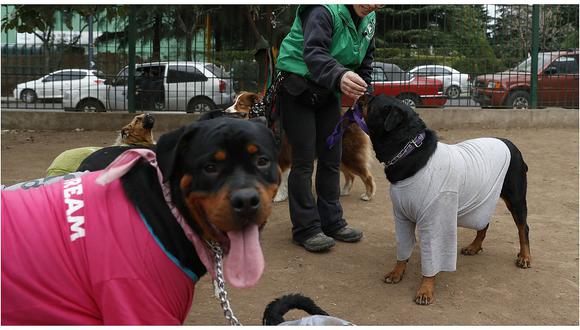 Paseadores de perros piden formalizar su trabajo