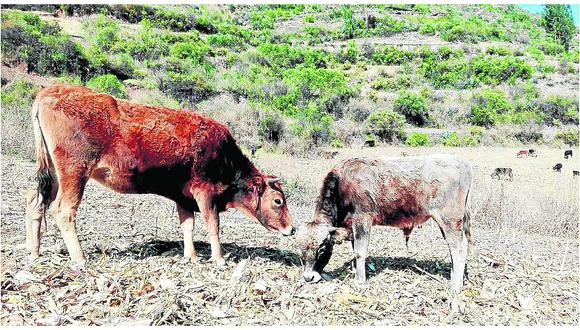 Ayacucho: Detectan ocho casos de rabia silvestre en 3 valles de la región