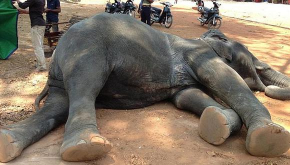 ​Elefante muere de cansancio: Cargó a turistas por 15 años