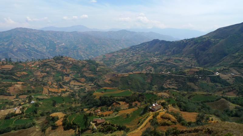 Reforestarán 3639 hectáreas de terrenos en Pachitea