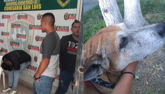 Delincuentes hieren con cortes a serenos y a perro en San Luis (FOTOS)