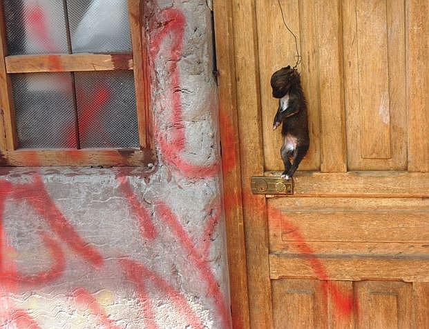 Puno: cuelgan perros muertos en calles de Juli contra opositores de alcalde  