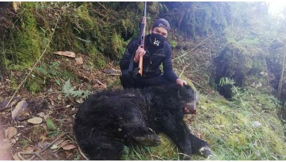 Inician investigación por caza ilegal de oso de anteojos en Puno.