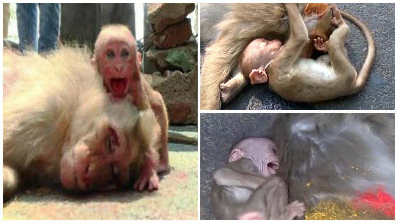 YouTube: bebé mono y su desgarrador llanto por muerte de su madre atropellada (VIDEO)